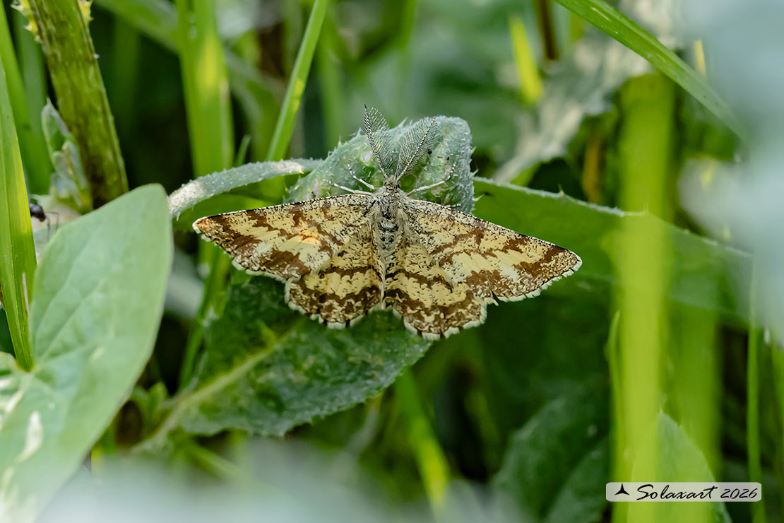 Ematurga atomaria (maschio) - Common Heath (male)